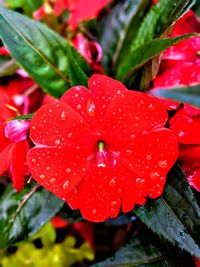 Close-up of water drops on red flower