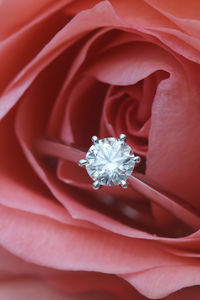 Close-up of wedding ring in rose
