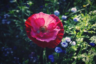 Close-up of red poppy flower