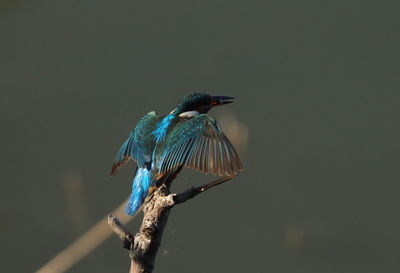 Close-up of bird perching on a tree