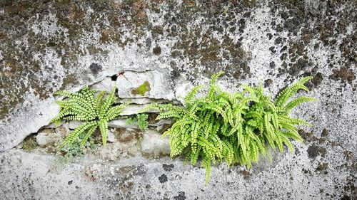 Close-up of ivy growing outdoors