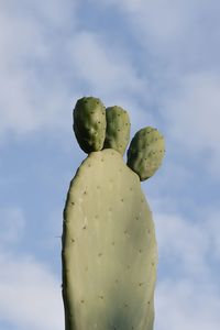 Low angle view of cactus growing against sky