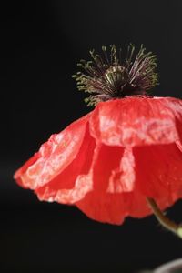 Close-up of red flower