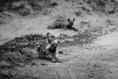 Dog relaxing on land