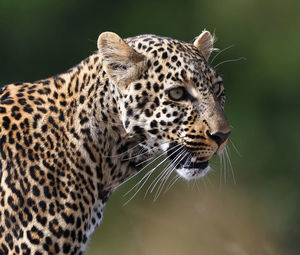 Close-up of a cat looking away