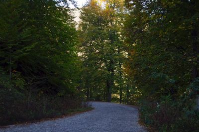 Footpath amidst trees