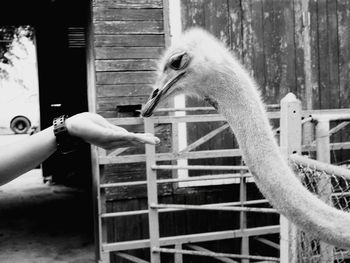 Hand holding bird against blurred background