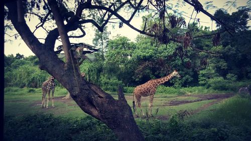 Giraffe standing on tree