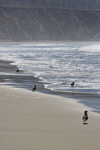 View of birds on beach