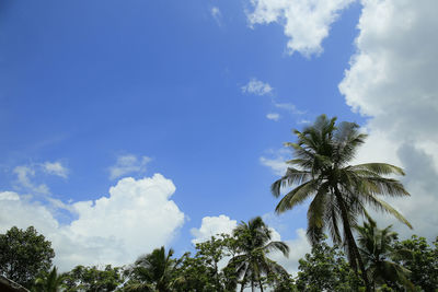 Low angle view of coconut palm trees against blue sky