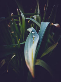 Water droplet, selective focus on a single leaf, 