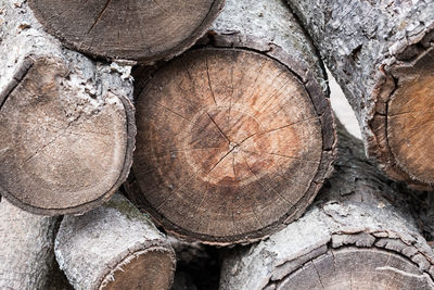 Close-up of logs in forest