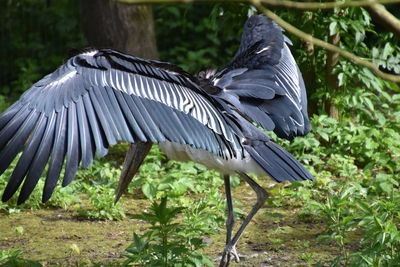 Side view of a bird flying