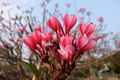 Close-up of pink flowering plant