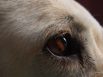 Close-up portrait of dog