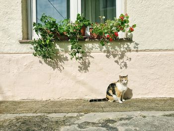 Cat on flower pot