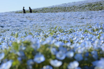 Close-up of purple flowering plants on field