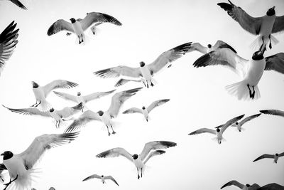 Low angle view of seagulls flying against clear sky