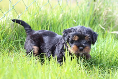 Portrait of a dog on field