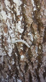 Close-up of lizard on tree trunk