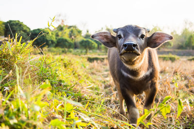 Portrait of an animal on field