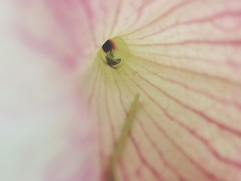 Close-up of spider on leaf