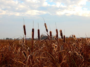 Dry plants on field