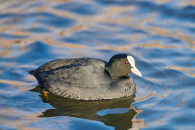 Eurasian or australian coot, fulica atra. coot floating on blue water, close up.