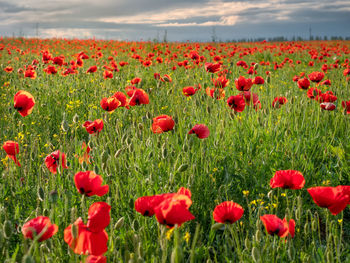 Close-up of poppies on field against sky