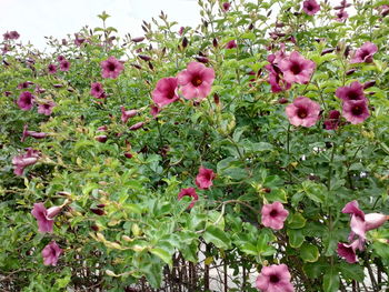 Close-up of pink flowers