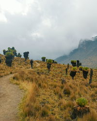 The foggy landscapes of mount kenya, mount kenya national park,