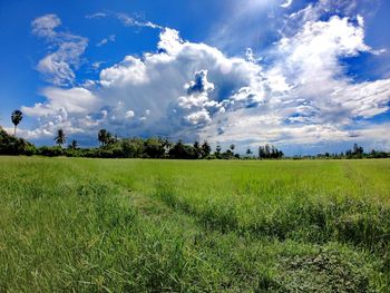 Green fields at ban bang tanot photharam district ratchaburi