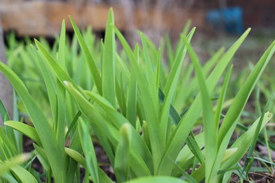 Close-up of plant growing on field