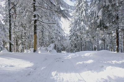 Snow covered land and trees