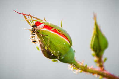 Close-up of insect on leaf