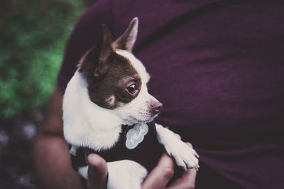 Close-up of hand holding puppy