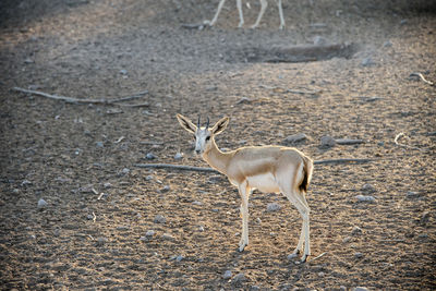 Antelope on field