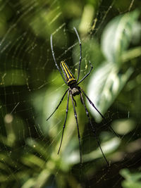 Close-up of spider on web