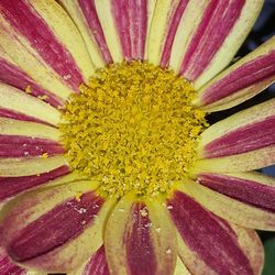 Macro shot of yellow flower