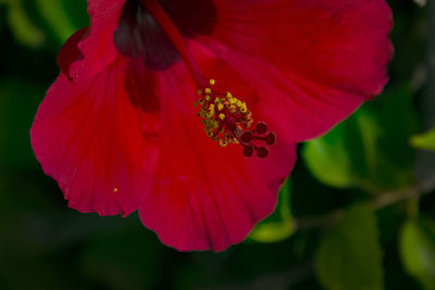 Close-up of red hibiscus flower