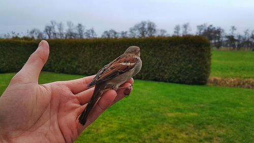 Close-up of a hand holding a bird