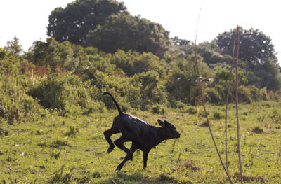 Horse standing in a field