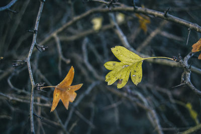 Leaves of a tree the color of autumn about to fall for the season