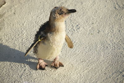 Close-up of young bird