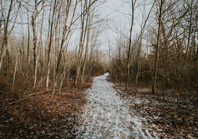 Dirt road amidst bare trees in forest