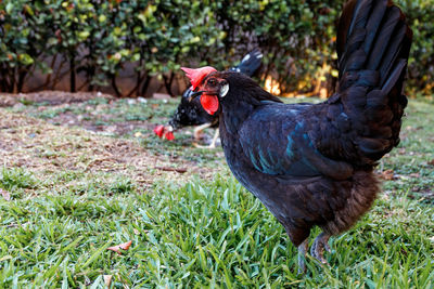 View of a bird on field