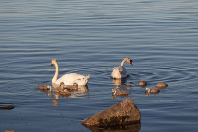 Swans swimming in lake