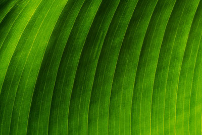 Full frame shot of palm leaves