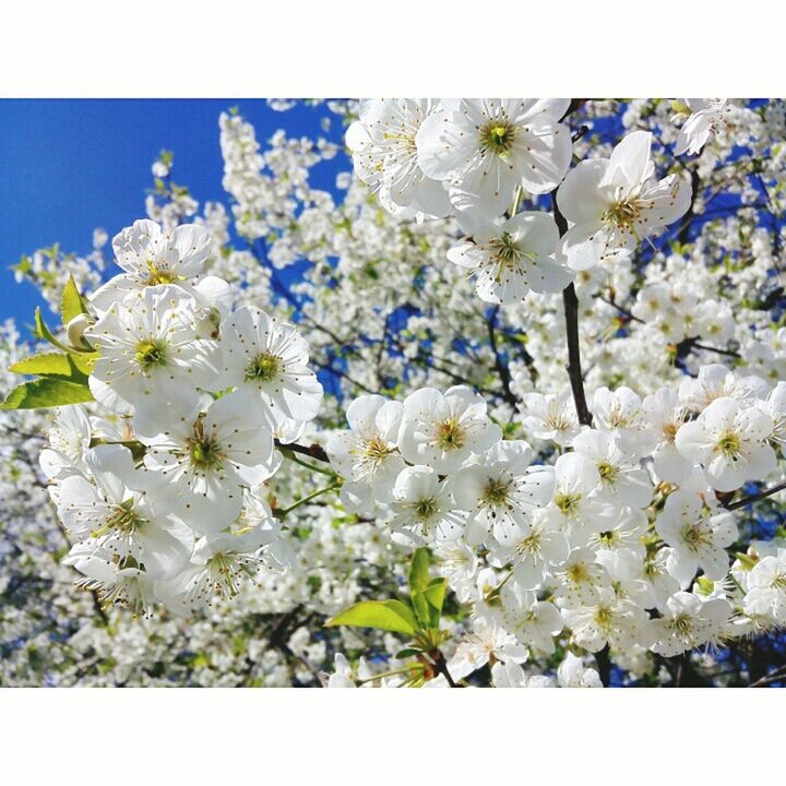 flower, freshness, fragility, beauty in nature, growth, white color, petal, close-up, auto post production filter, blossom, white, backgrounds, nature, flower head, in bloom, stamen, springtime, botany, selective focus, abundance, plant, bunch of flowers, full frame, day, blue, bloom, cherry blossom, pollen, daisies, focus on foreground, flower arrangement