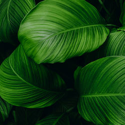 Full frame shot of green leaves